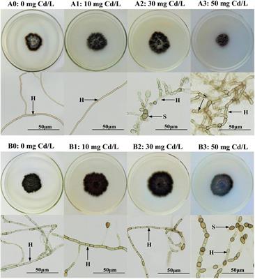 Dark Septate Endophytes Improve the Growth and the Tolerance of Medicago sativa and Ammopiptanthus mongolicus Under Cadmium Stress